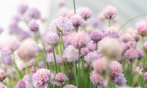 A bee on a purple chive flower.