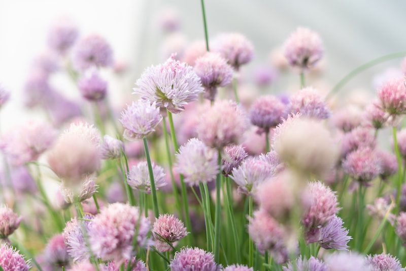 A bee on a purple chive flower.