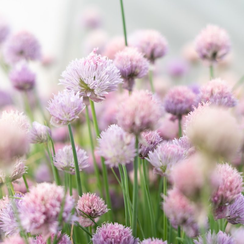 A bee on a purple chive flower.
