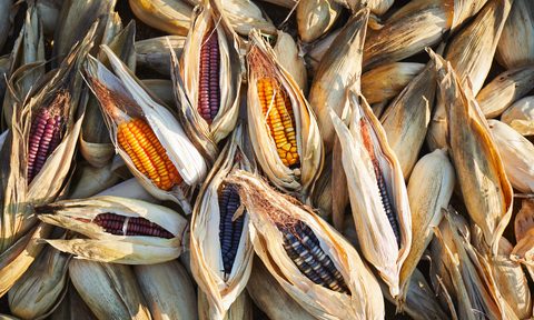 Corn in Oaxaca.
