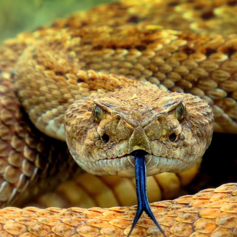 A brown snake with a blue forked tongue