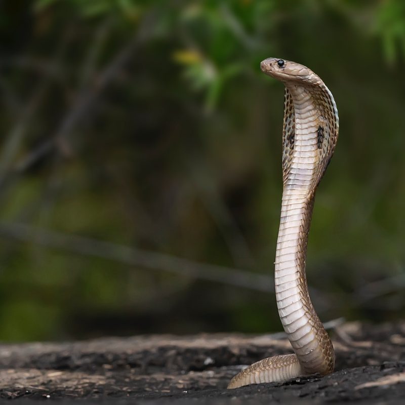Snake standing up
