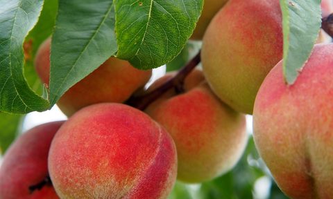 why georgia peaches are hard to find peach g371520604 1280