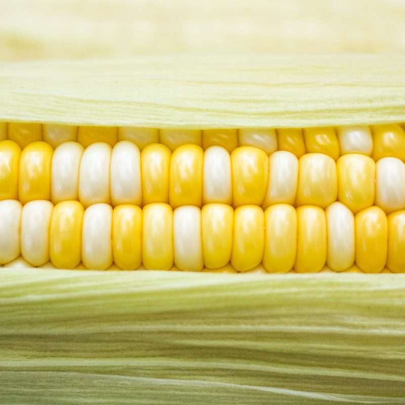 Corn on the cob close-up