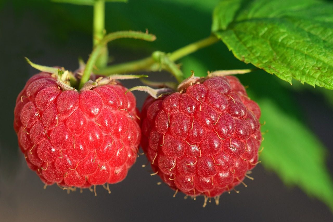 Raspberries growing
