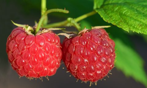 Raspberries growing