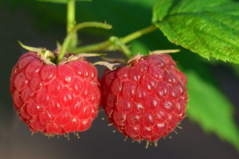 Raspberries growing