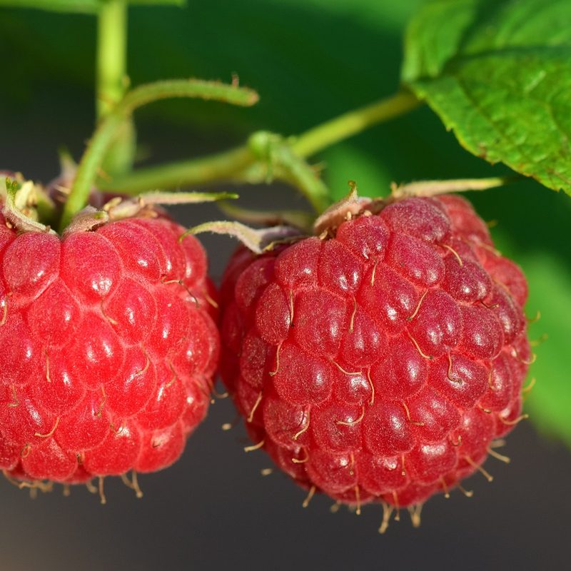 Raspberries growing