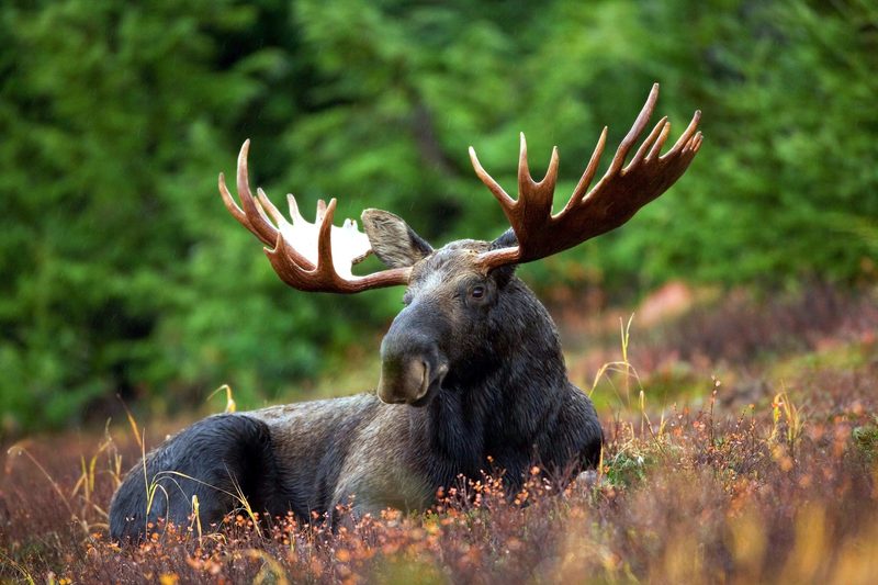Moose sitting in grass.