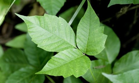 Poison ivy leaves of three