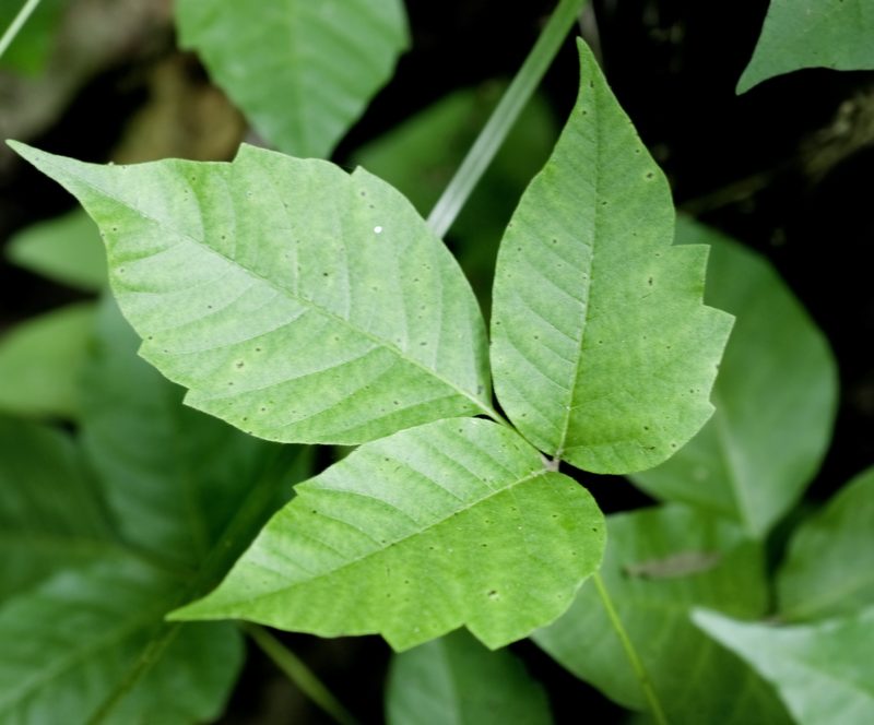 Poison ivy leaves of three