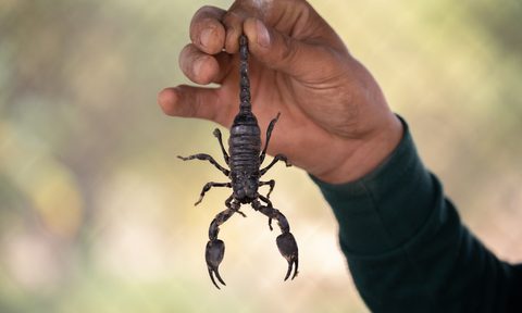 Man holding a scorpion
