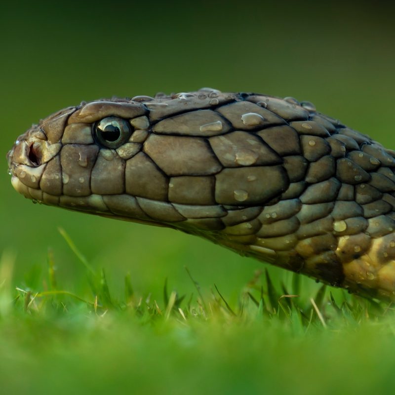 A snake slithering through grass