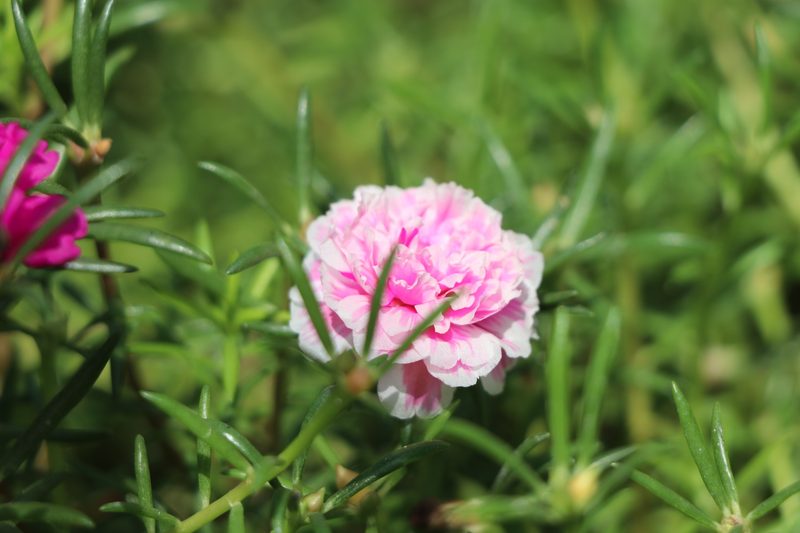 Purslane flower