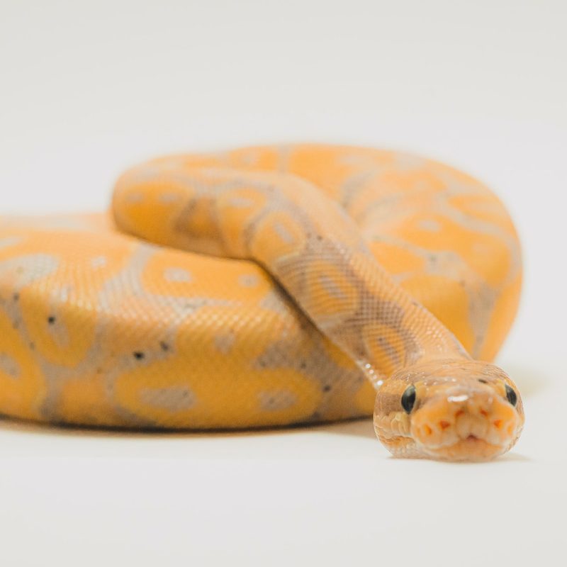 Orange snake against a white background