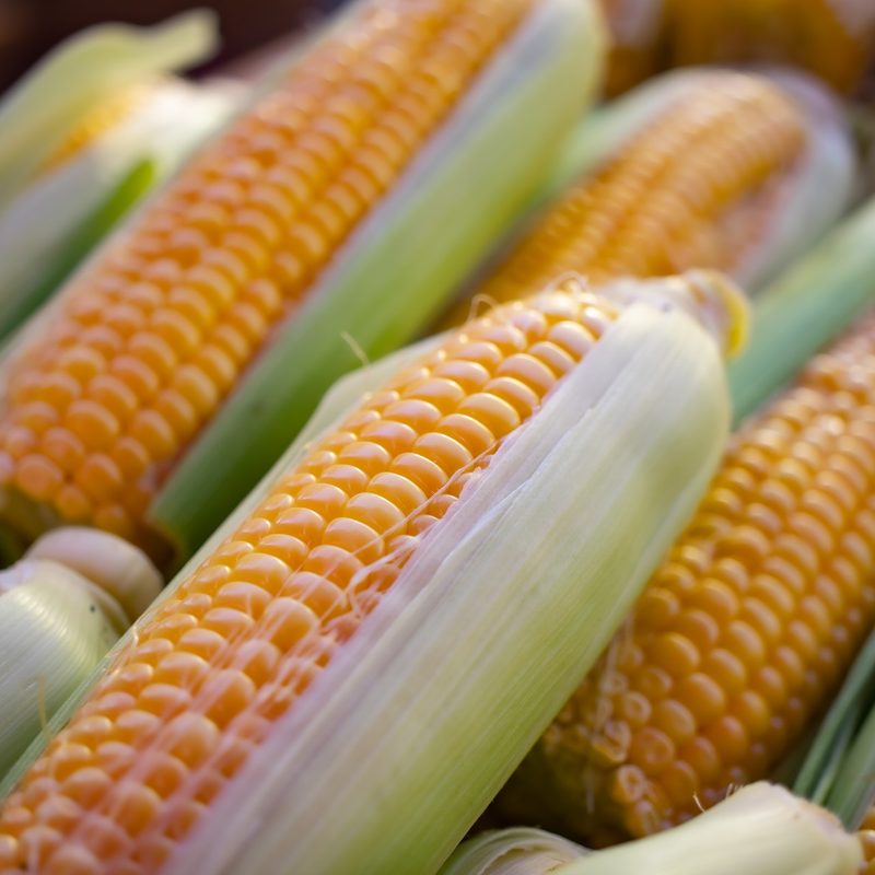 Corn on the cob
