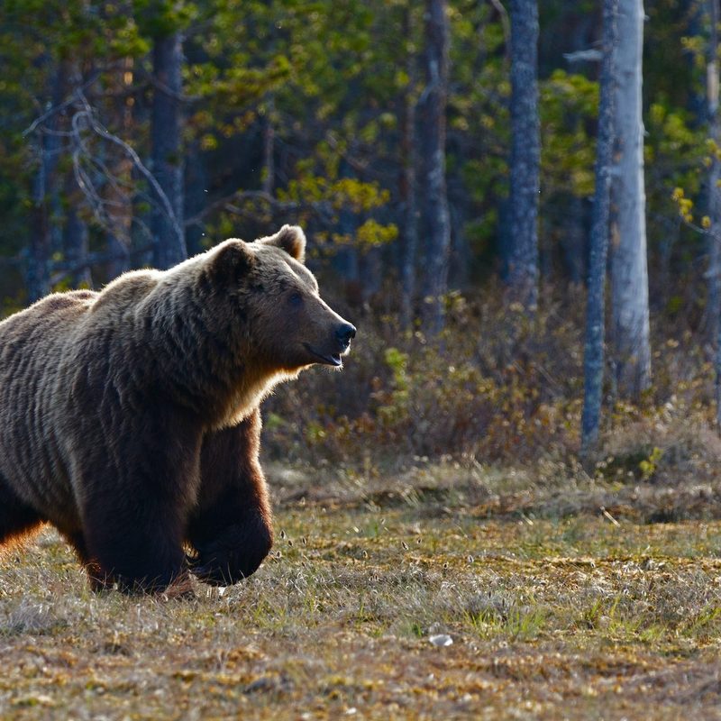 A grizzly bear stands in a woodland clearing.