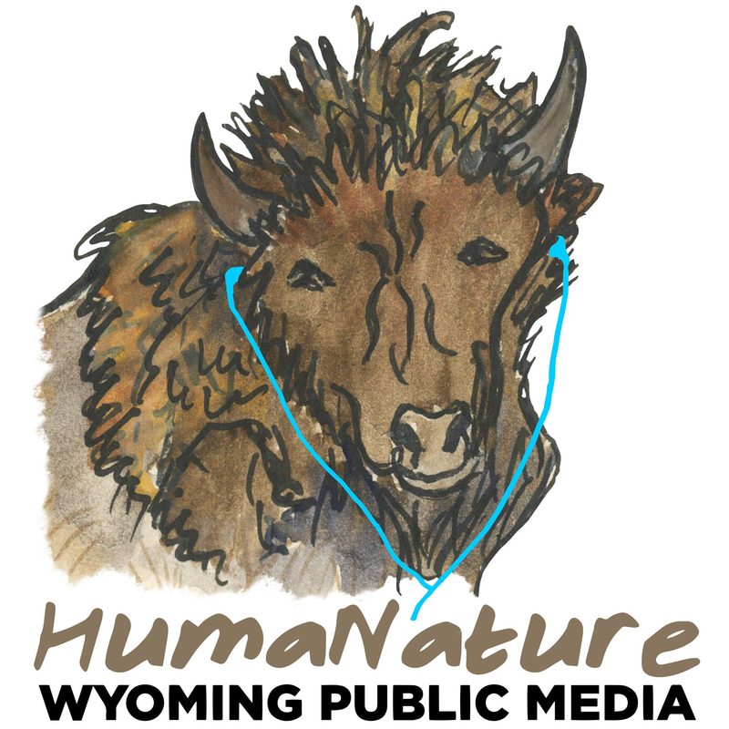 The HumaNature podcast logo, a buffalo listens to music through blue headphones.