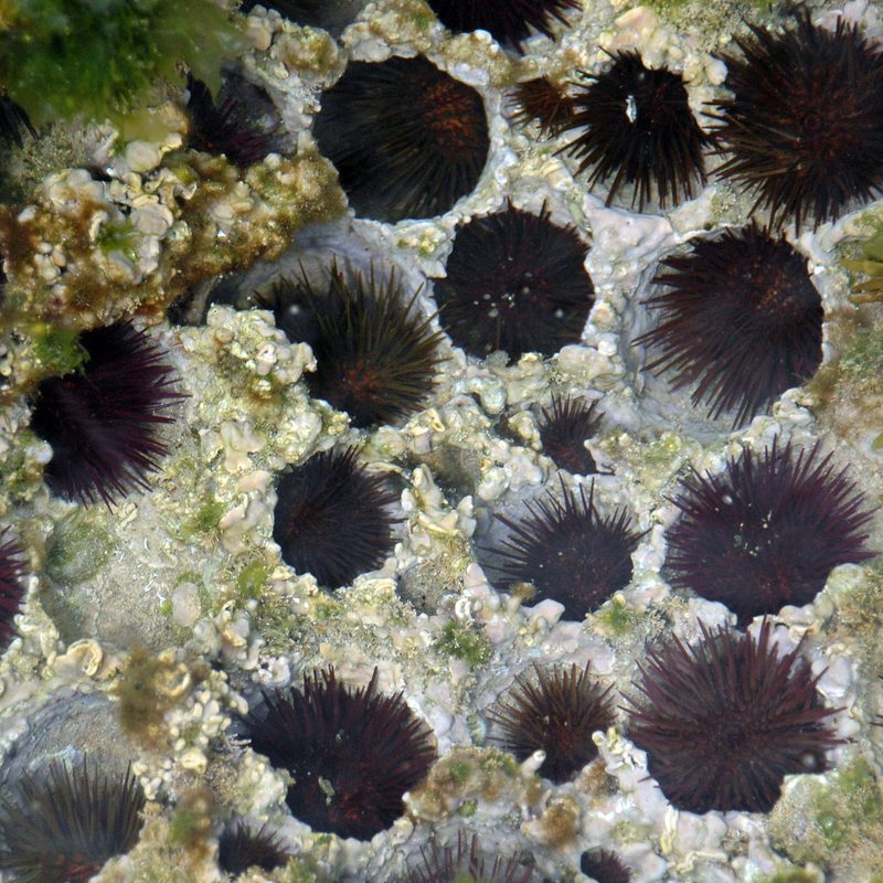 Sea urchins