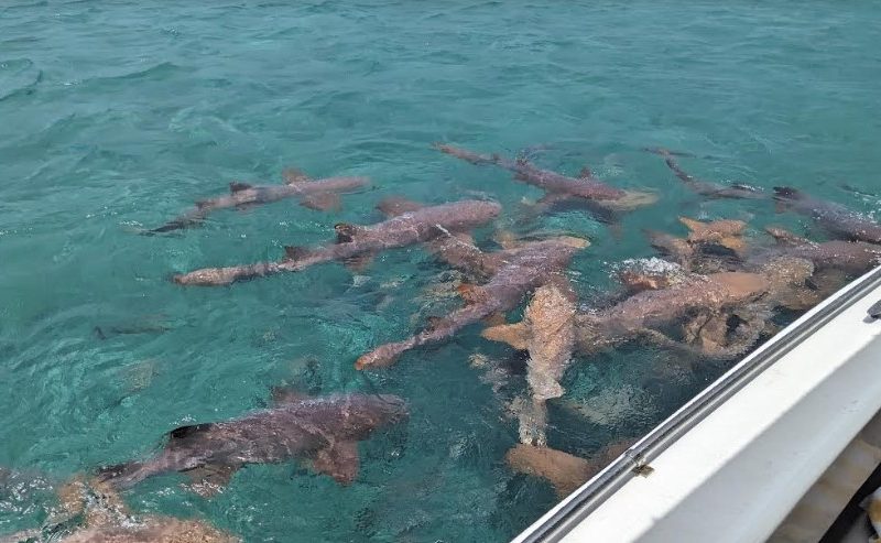 Belize Shark Alley
