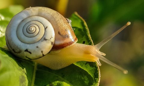 Snail with brown shell sliding along green leaf