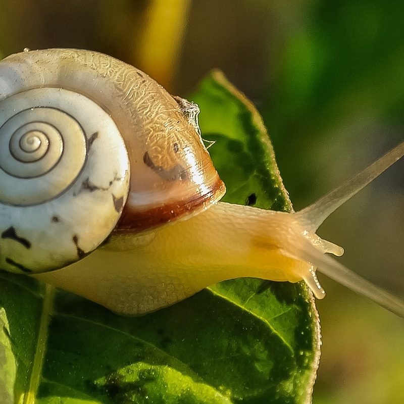 Snail with brown shell sliding along green leaf