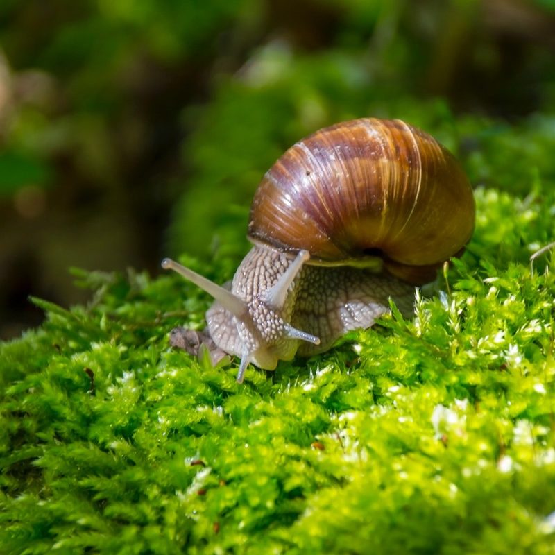 Brown snail slithering on bright green moss