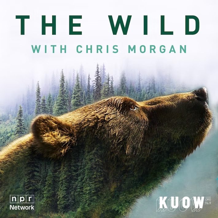 The logo for The Wild podcast, a bear looks out over it's landscape with endless trees behind.