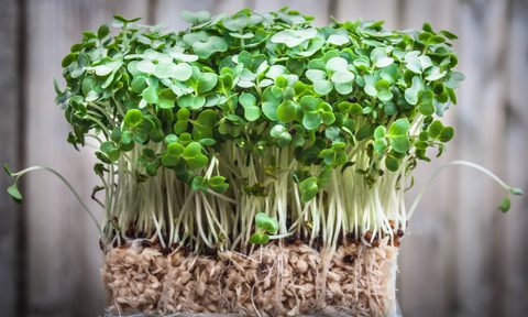 Fresh Watercress bundle