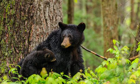 Black bears looking for food