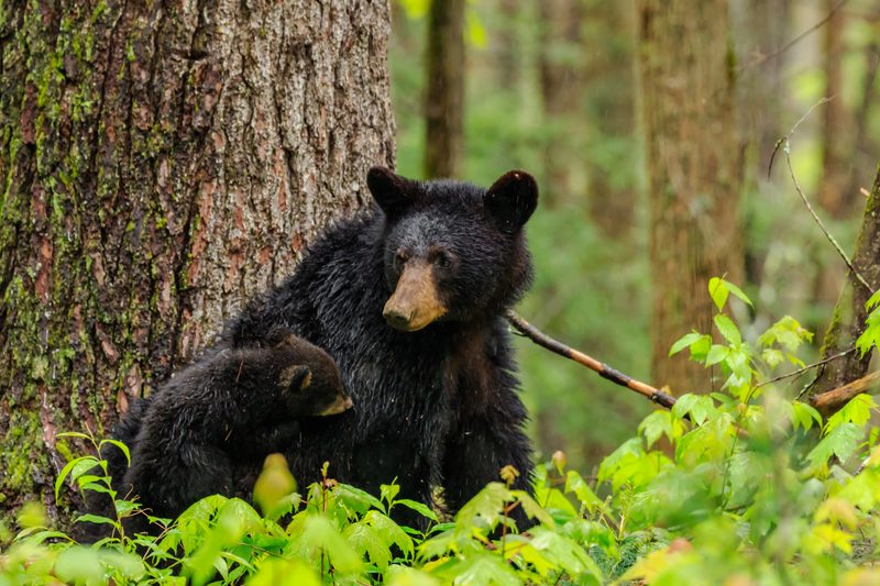 Black bears looking for food