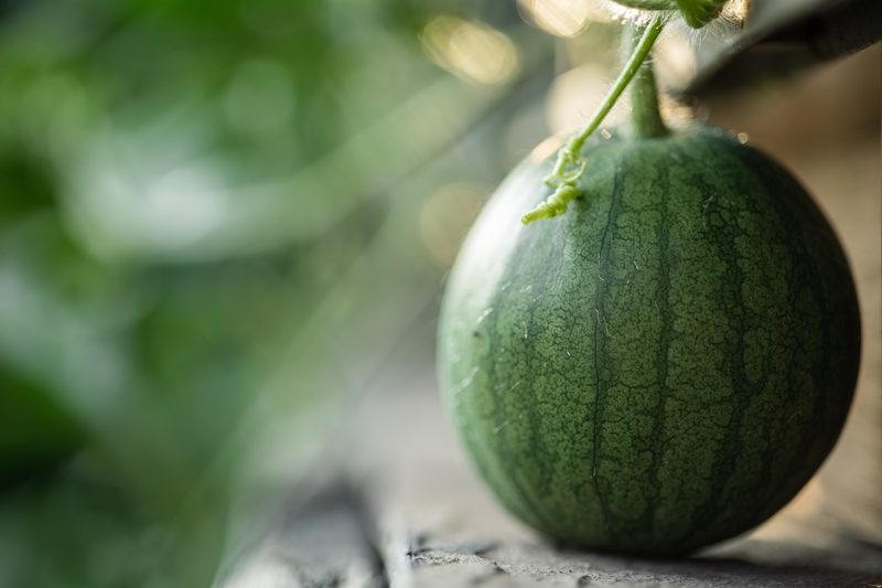 Green watermelon on the vine.