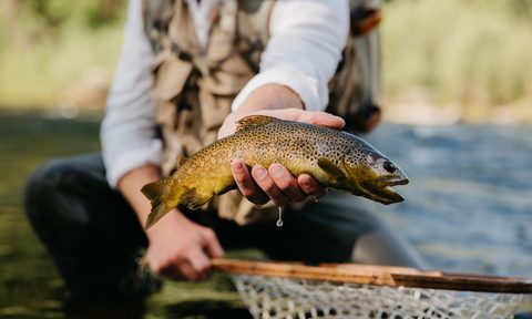 An angler holding a rainbow trout above a fishing net.