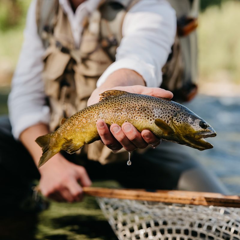 An angler holding a rainbow trout above a fishing net.