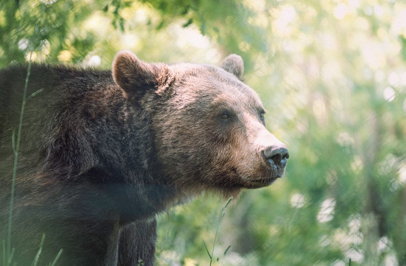 Black bear in the wild