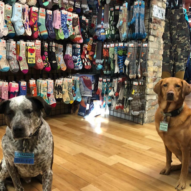 Two dogs inside Midwest Mountaineering outdoor gear shop in Minneapolis, Minnesota.