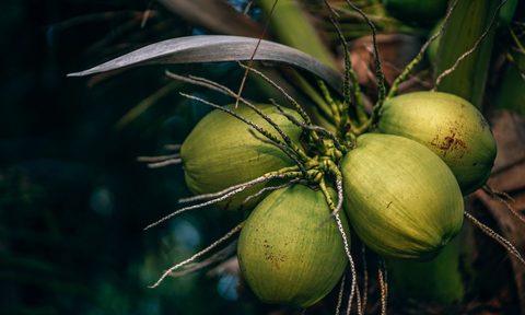 Coconuts on a tree