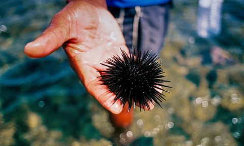Hand holding sea urchin