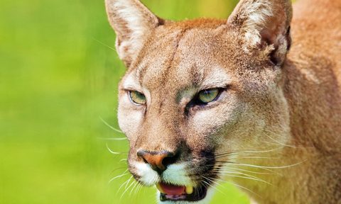 Close-up of a mountain lion with its mouth open against a green blurred background.