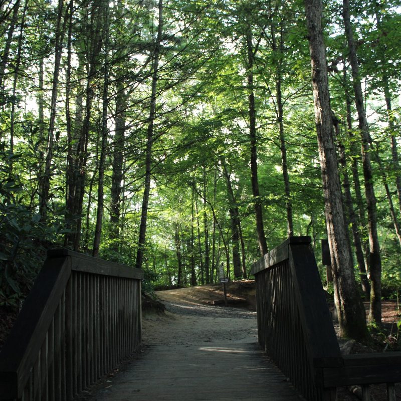 Pisgah National Forest path through the trees.