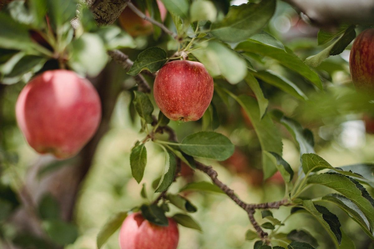 Apples on an apple tree