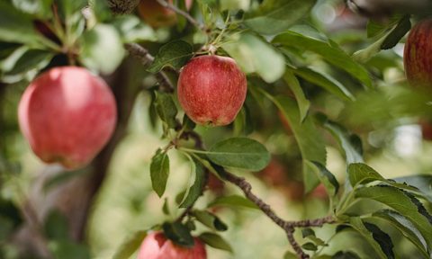 Apples on an apple tree