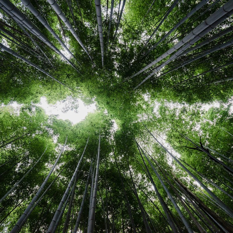 The view of a canopy in a bamboo forest.