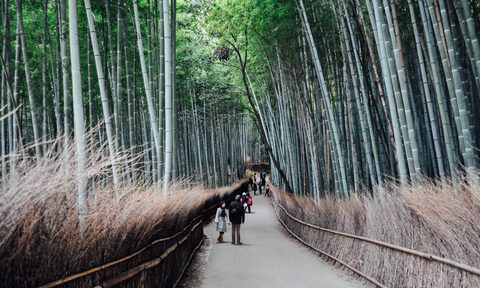 People walking through a bamboo forest in Japan.