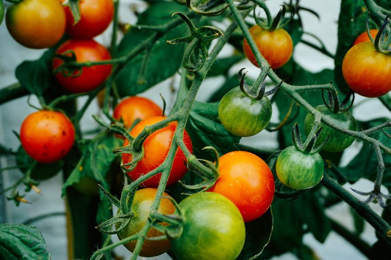 Colorful tomatoes on vine