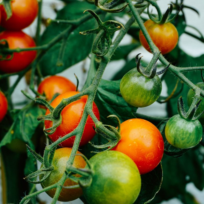 Colorful tomatoes on vine