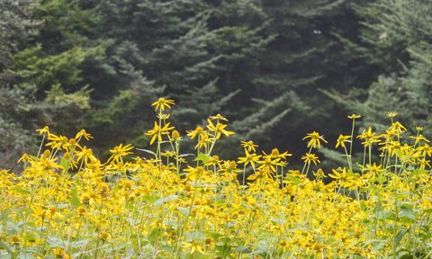 Pisgah National Forest yellow flowers with pine trees.