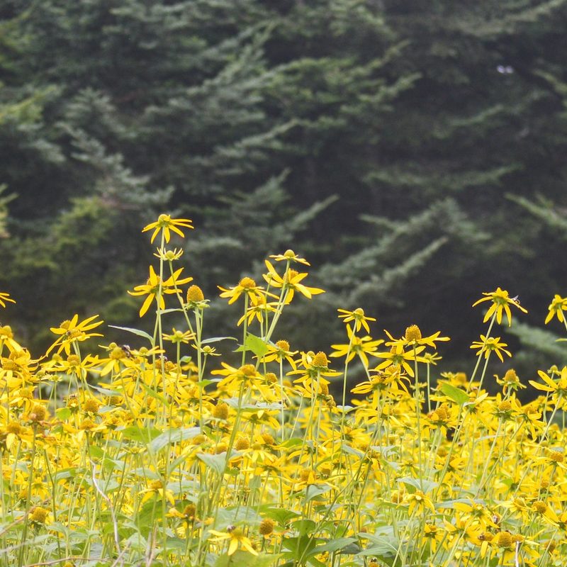 Pisgah National Forest yellow flowers with pine trees.