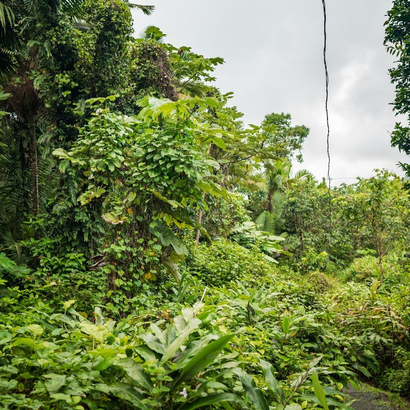 El Yunque National Park