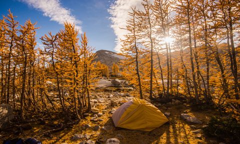 Camping views through larch trees in the Enchantments during fall